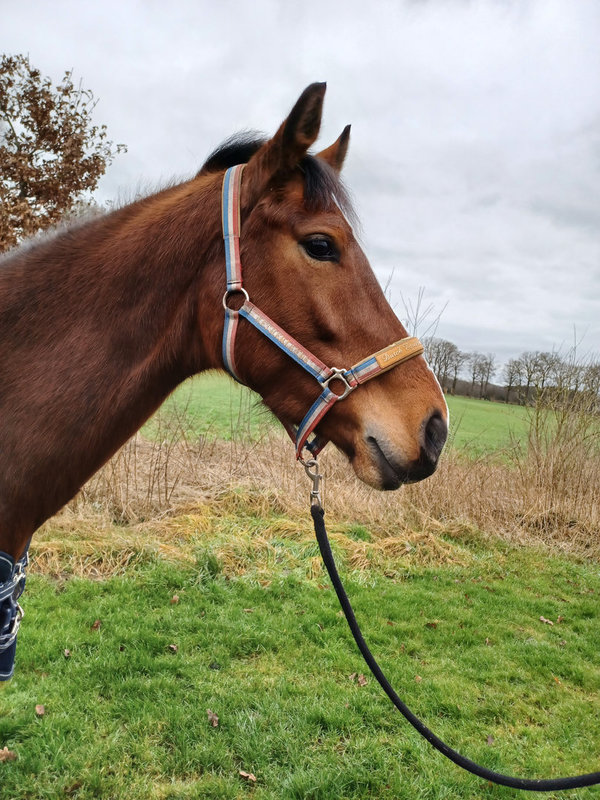 Halster Dutch Equestrian